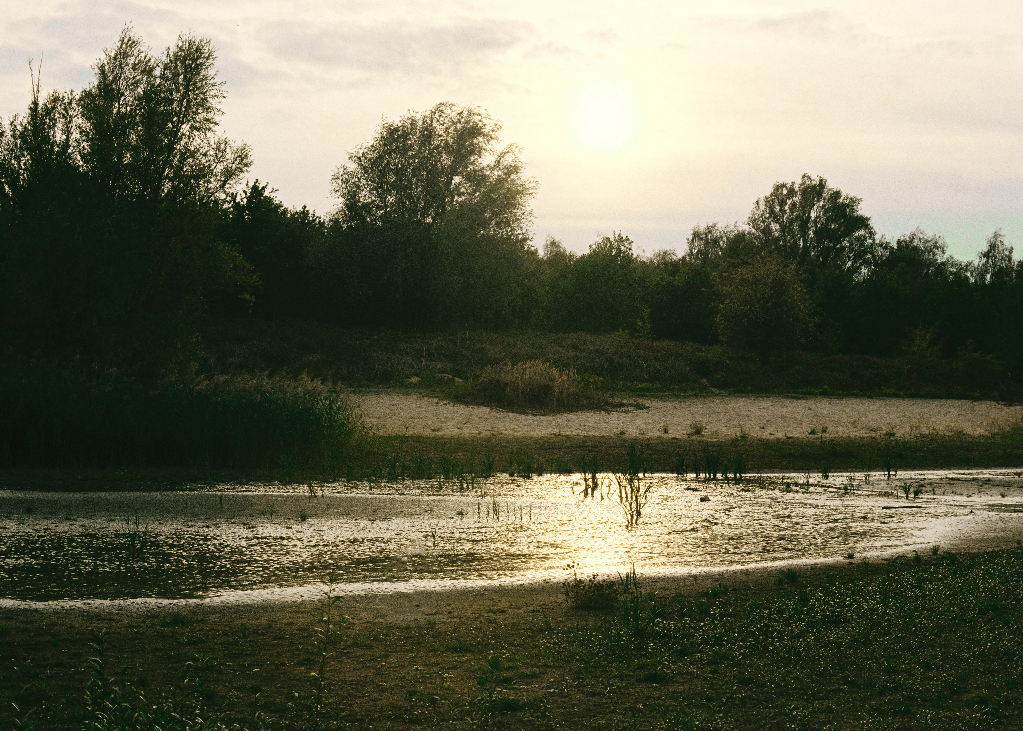 Chic Designs Rooted in Nature